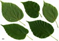 SpeciesSub: subsp. caucasica
